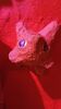 Filename=20240328_122.jpg
Filesize=281KiB
Dimensions=1152x2048
Date added=Mar 16, 2025 20240328_122.jpg