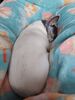 Filename=20240713_011.jpg
Filesize=283KiB
Dimensions=1536x2048
Date added=Apr 27, 2025 20240713_011.jpg