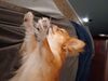 Filename=20240713_017.jpg
Filesize=220KiB
Dimensions=2048x1536
Date added=Apr 27, 2025 20240713_017.jpg