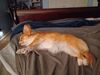 Filename=20240713_018.jpg
Filesize=241KiB
Dimensions=2048x1536
Date added=Apr 27, 2025 20240713_018.jpg