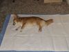 Filename=20240720_002.jpg
Filesize=688KiB
Dimensions=2048x1536
Date added=Apr 27, 2025 20240720_002.jpg