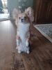 Filename=20240725_001.jpg
Filesize=284KiB
Dimensions=1536x2048
Date added=Apr 27, 2025 20240725_001.jpg