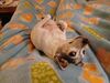 Filename=20240726_001.jpg
Filesize=488KiB
Dimensions=2048x1536
Date added=Apr 27, 2025 20240726_001.jpg