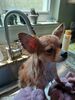 Filename=20240727_002.jpg
Filesize=294KiB
Dimensions=1536x2048
Date added=Apr 27, 2025 20240727_002.jpg