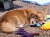 Filename=20240920_002.jpg
Filesize=425KiB
Dimensions=2048x1536
Date added=Jun 02, 2025 20240920_002.jpg