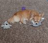 Filename=20240925_003.jpg
Filesize=1216KiB
Dimensions=1884x1689
Date added=Jun 02, 2025 20240925_003.jpg