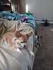 Filename=20240926_001.jpg
Filesize=417KiB
Dimensions=1536x2048
Date added=Jun 02, 2025 20240926_001.jpg